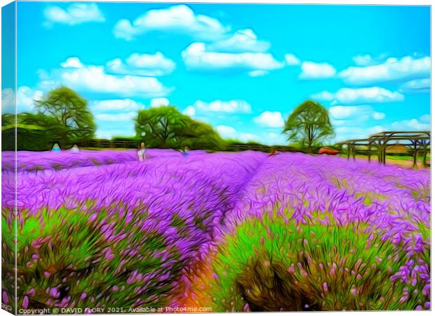 Fields of Lavender Canvas Print by DAVID FLORY