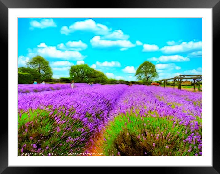 Fields of Lavender Framed Mounted Print by DAVID FLORY