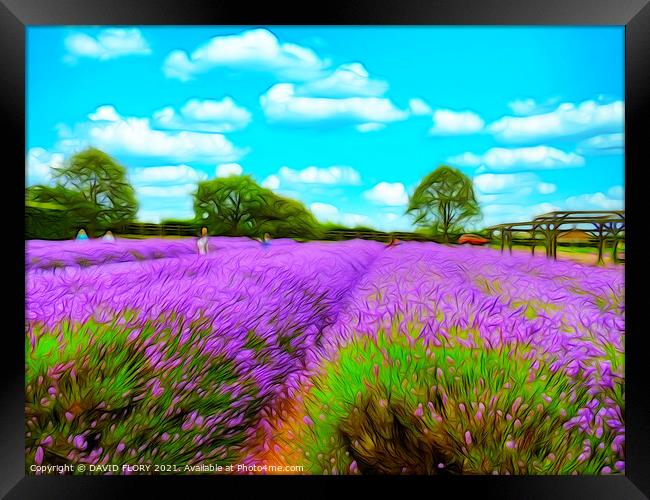 Fields of Lavender Framed Print by DAVID FLORY
