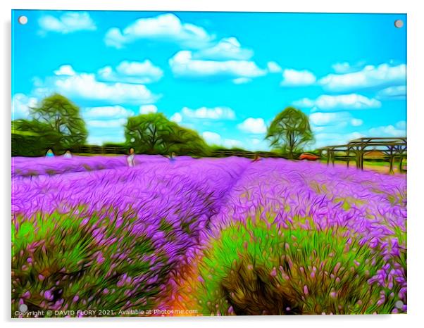 Fields of Lavender Acrylic by DAVID FLORY