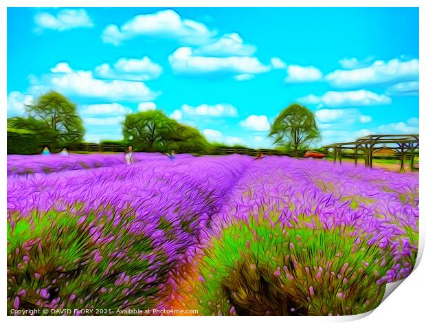 Fields of Lavender Print by DAVID FLORY