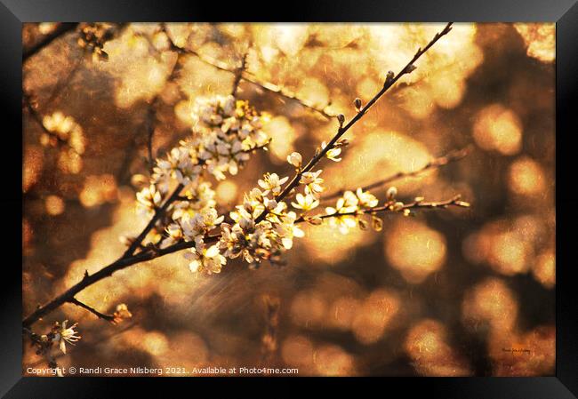 Glorious Blossom Framed Print by Randi Grace Nilsberg