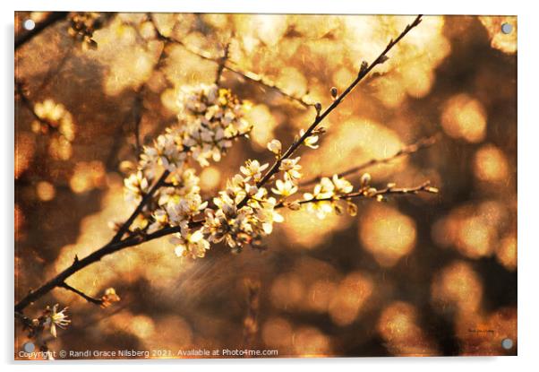 Glorious Blossom Acrylic by Randi Grace Nilsberg