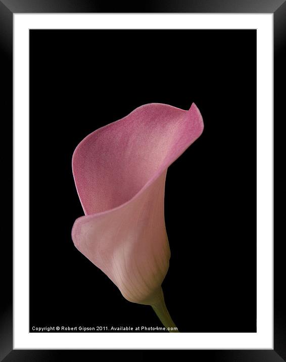 Calla lily is my name Framed Mounted Print by Robert Gipson
