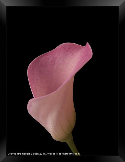 Calla lily is my name Framed Print by Robert Gipson