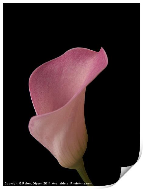 Calla lily is my name Print by Robert Gipson