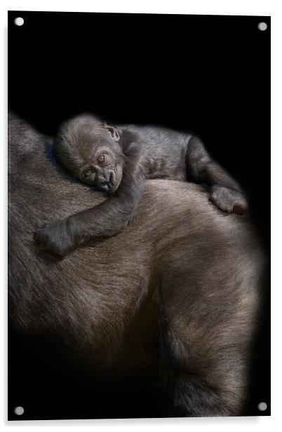 Gorilla Baby Riding On Mum's Back Acrylic by rawshutterbug 