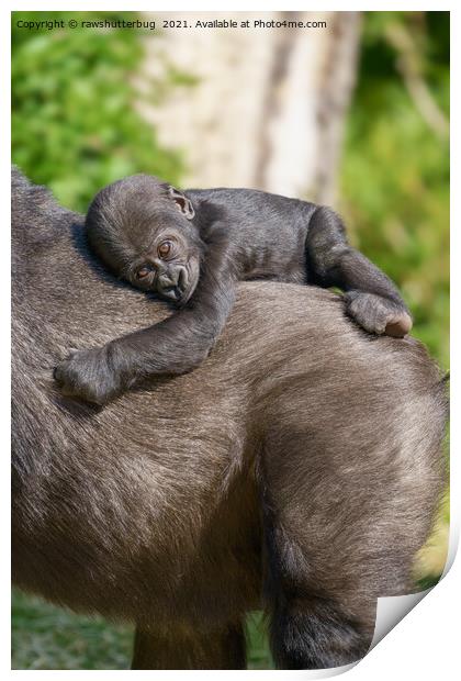 Gorilla Baby Riding On Mum's Back Print by rawshutterbug 