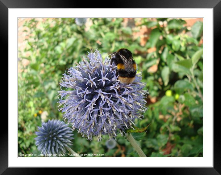 Bee on Purple Flower Framed Mounted Print by Sam Robinson