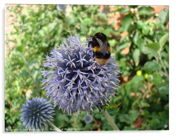 Bee on Purple Flower Acrylic by Sam Robinson