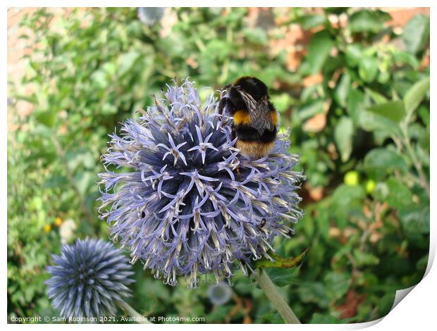 Bee on Purple Flower Print by Sam Robinson
