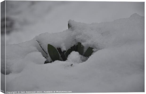 Leaves Buried in Snow Canvas Print by Sam Robinson