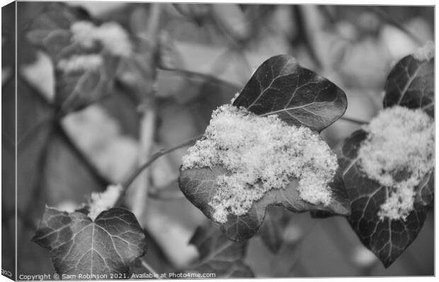 Black and White Ivy with Snow Canvas Print by Sam Robinson