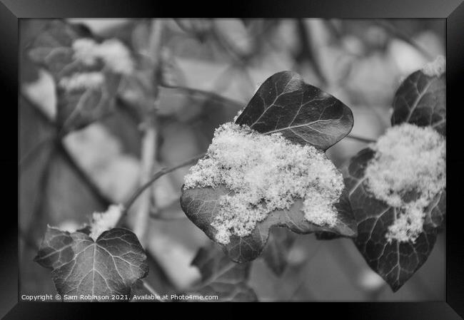Black and White Ivy with Snow Framed Print by Sam Robinson