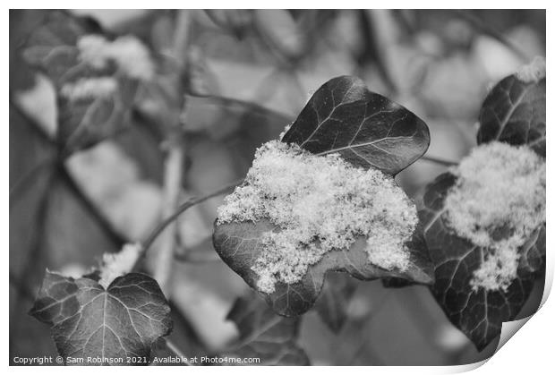 Black and White Ivy with Snow Print by Sam Robinson