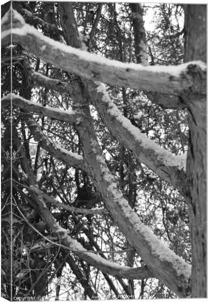 Snow covered branches Canvas Print by Sam Robinson