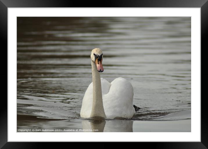 Swan  Framed Mounted Print by Sam Robinson