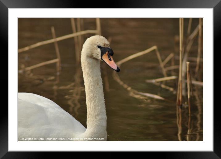 Close up Swan Framed Mounted Print by Sam Robinson