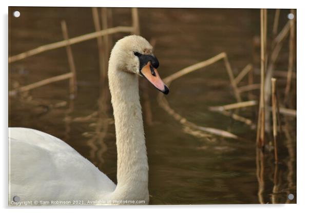 Close up Swan Acrylic by Sam Robinson