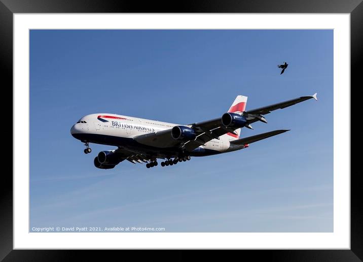 Airbus A380 And Magpie Framed Mounted Print by David Pyatt