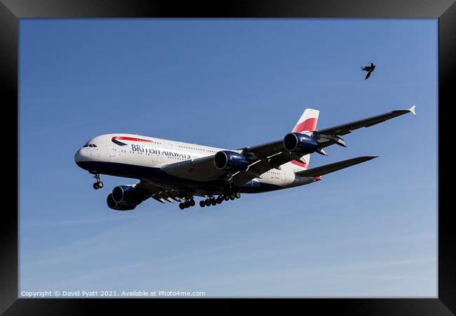 Airbus A380 And Magpie Framed Print by David Pyatt