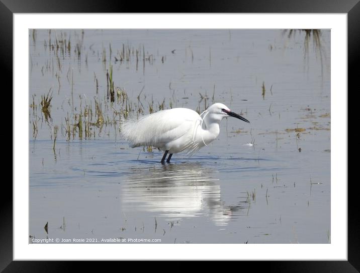 Little Egret in breeding plumage crouching in lagoon Framed Mounted Print by Joan Rosie