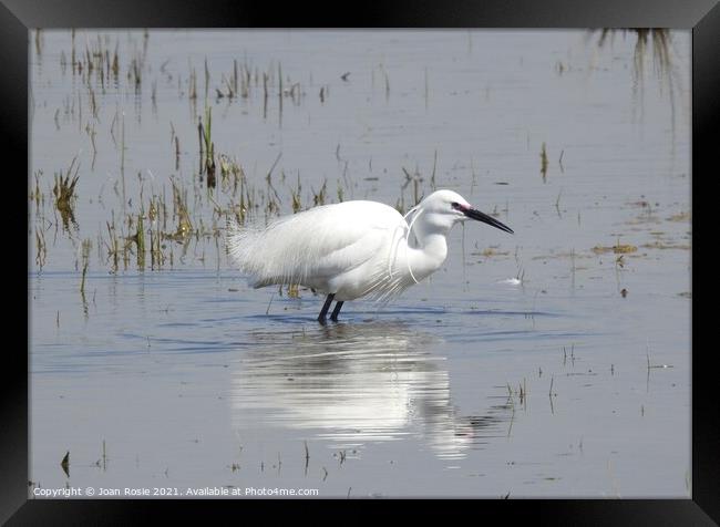 Little Egret in breeding plumage crouching in lagoon Framed Print by Joan Rosie