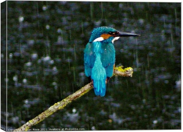 Kingfisher in the rain Canvas Print by Joan Rosie