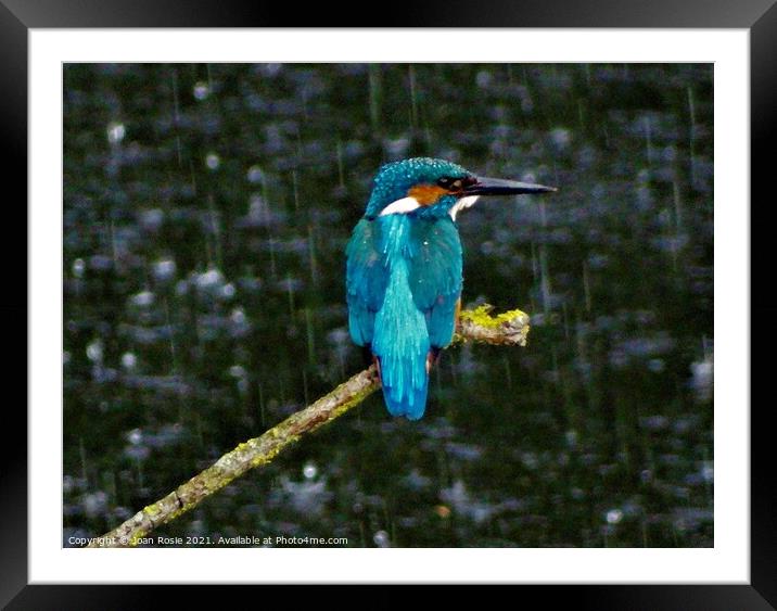 Kingfisher in the rain Framed Mounted Print by Joan Rosie