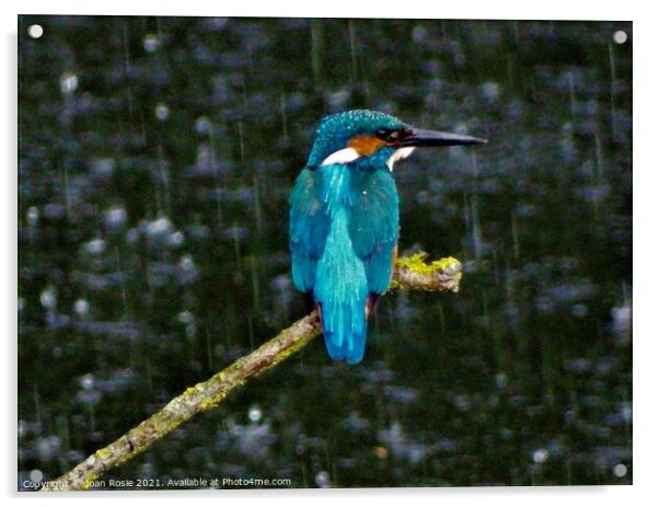 Kingfisher in the rain Acrylic by Joan Rosie