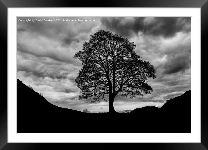 Sycamore Gap, Hadrian's Wall, Northumberland, UK Framed Mounted Print by David Forster