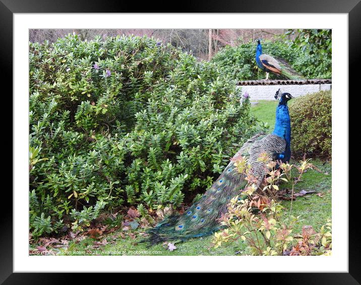 Two Peacocks near a large shrub Framed Mounted Print by Joan Rosie