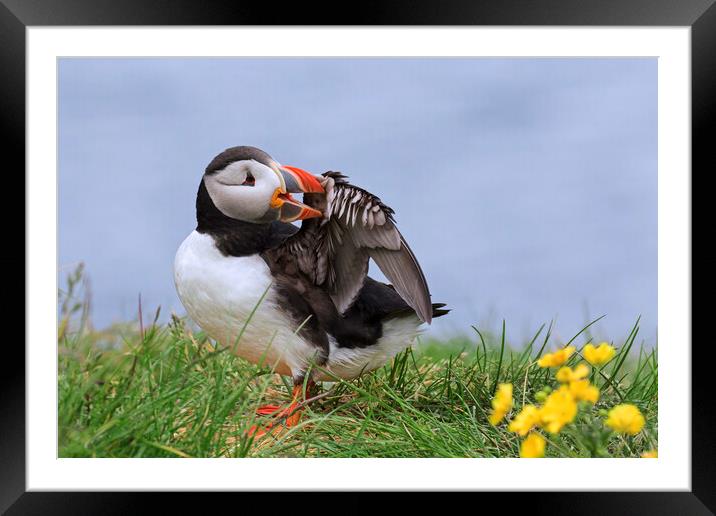 Atlantic Puffin Preening Feathers Framed Mounted Print by Arterra 