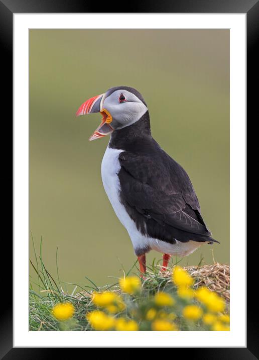 Atlantic Puffin Calling Framed Mounted Print by Arterra 