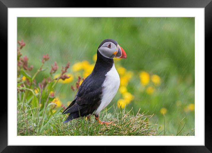 Atlantic Puffin in the Rain Framed Mounted Print by Arterra 