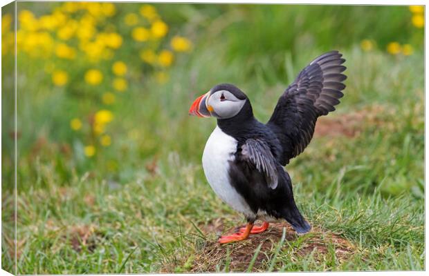 Atlantic Puffin Stretching Wings Canvas Print by Arterra 
