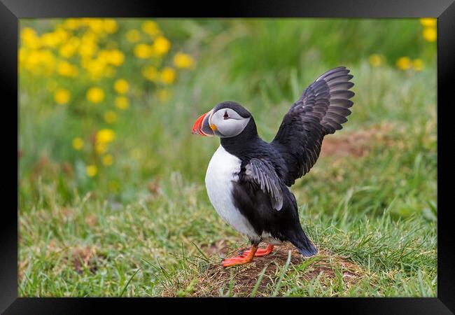 Atlantic Puffin Stretching Wings Framed Print by Arterra 