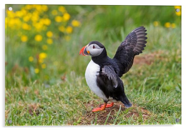 Atlantic Puffin Stretching Wings Acrylic by Arterra 