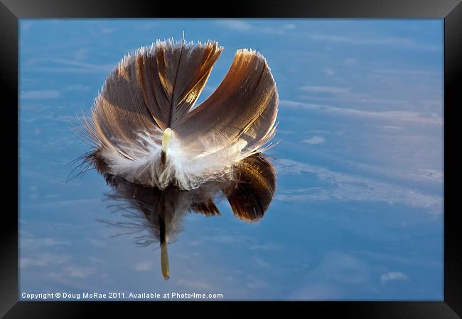 Feather Framed Print by Doug McRae