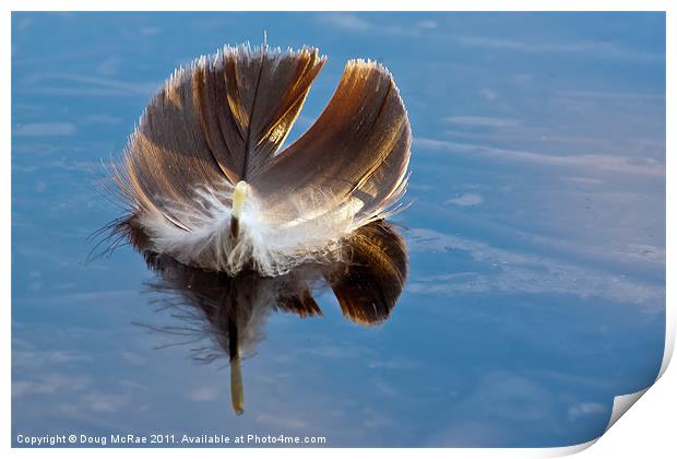 Feather Print by Doug McRae