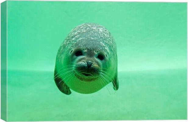 Common Seal Swimming Underwater Canvas Print by Arterra 