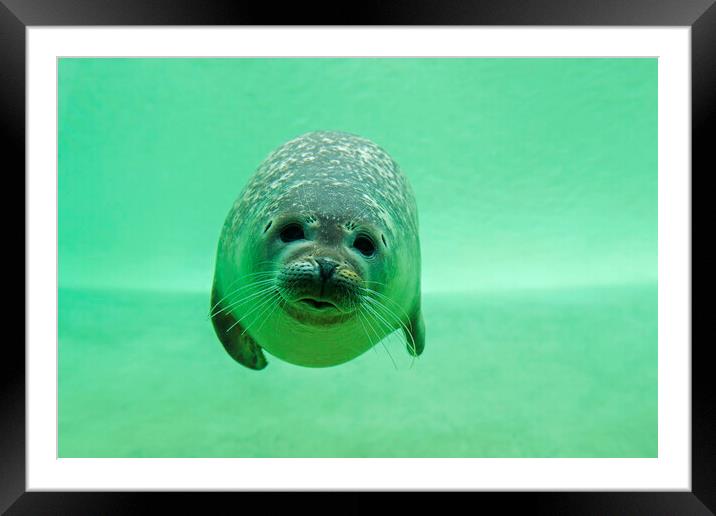 Common Seal Swimming Underwater Framed Mounted Print by Arterra 
