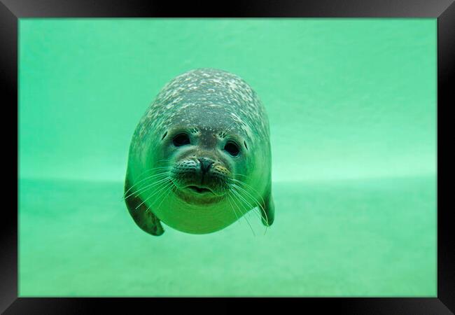 Common Seal Swimming Underwater Framed Print by Arterra 