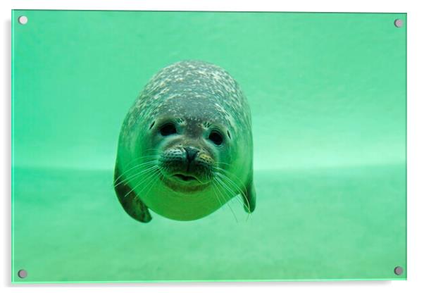 Common Seal Swimming Underwater Acrylic by Arterra 