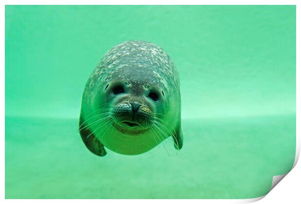 Common Seal Swimming Underwater Print by Arterra 