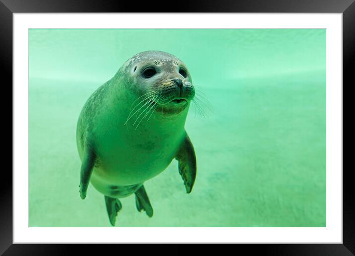 Harbor Seal Swimming Underwater Framed Mounted Print by Arterra 