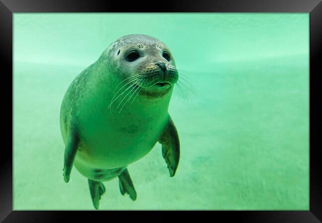 Harbor Seal Swimming Underwater Framed Print by Arterra 