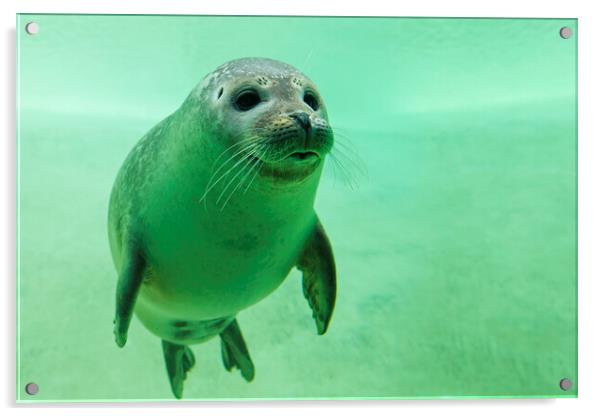 Harbor Seal Swimming Underwater Acrylic by Arterra 