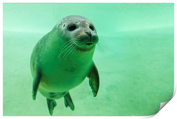 Harbor Seal Swimming Underwater Print by Arterra 
