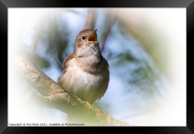 Singing Nightingale Framed Print by Moi Hicks